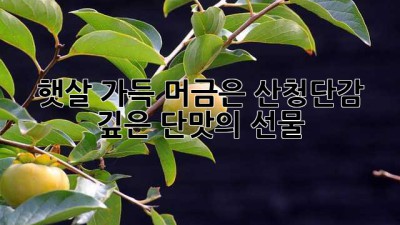 햇살 가득 머금은 산청단감, 깊은 단맛의 선물
